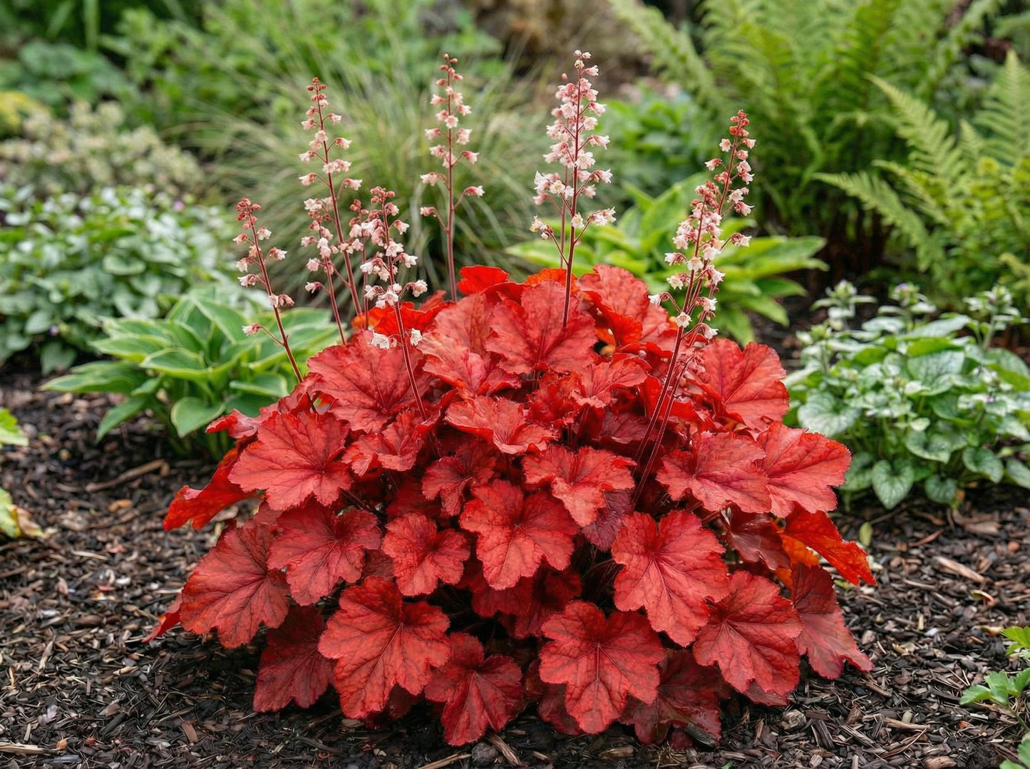 Fire Alarm Heuchera