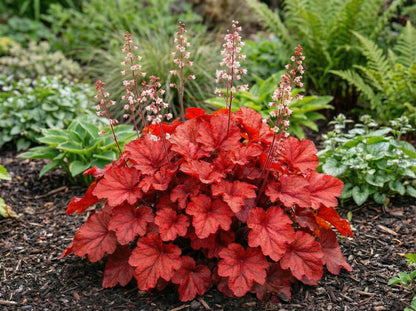 Fire Alarm Heuchera