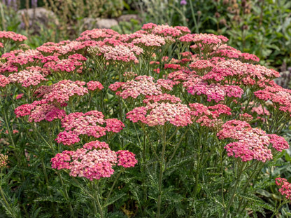 Tutti Frutti Pink Grapefruit Yarrow