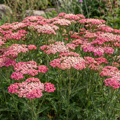 Tutti Frutti Pink Grapefruit Yarrow