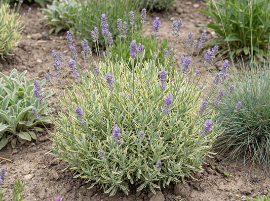 Platinum Blonde English Lavender