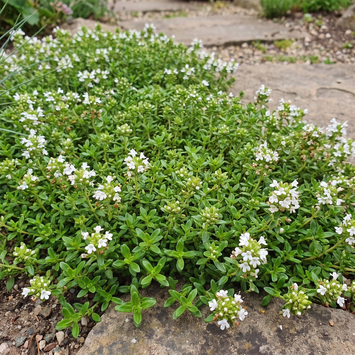 Lemon Frost Thyme in a 4-inch pot, a low mat of tiny bright green leaves under white summer flowers