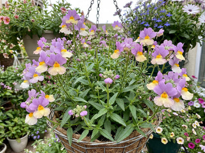 Pink Lemonade Fairy Kisses Nemesia