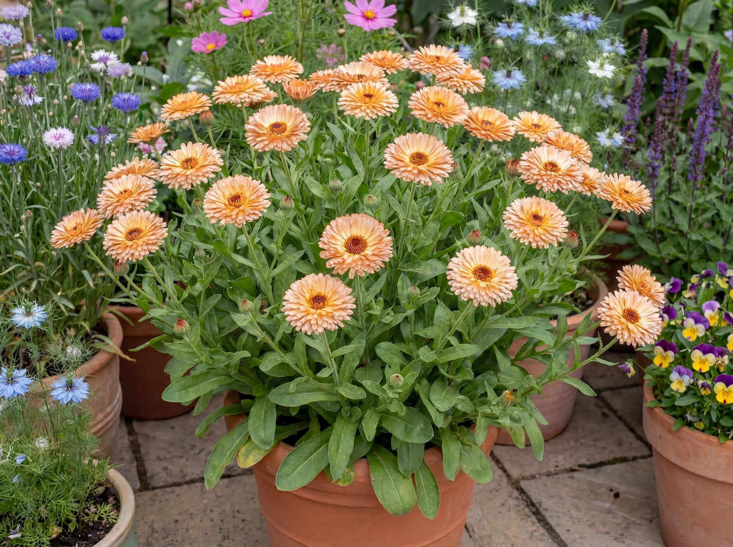 Strawberry Blonde Calendula