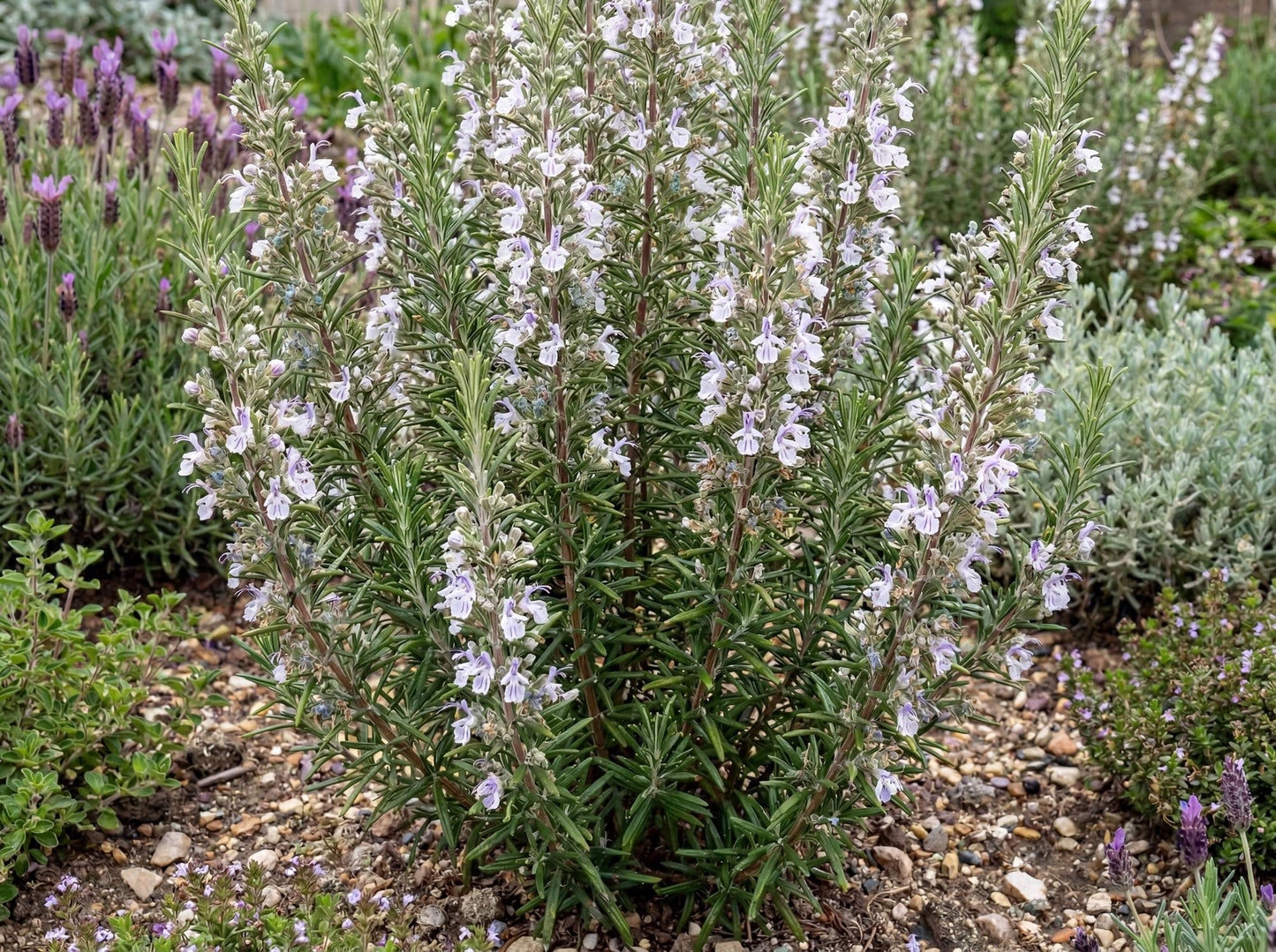 Gorizia Rosemary