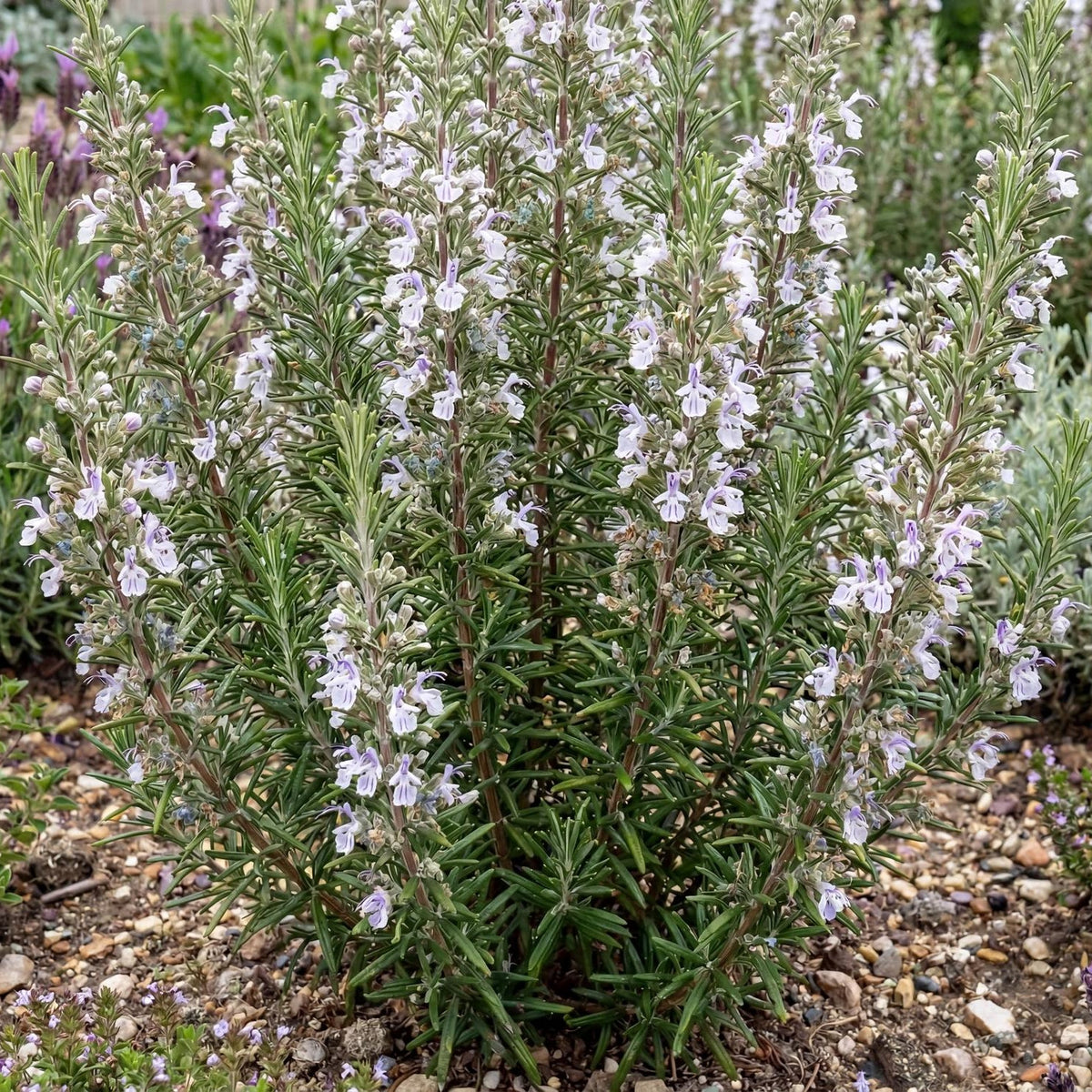 Gorizia Rosemary