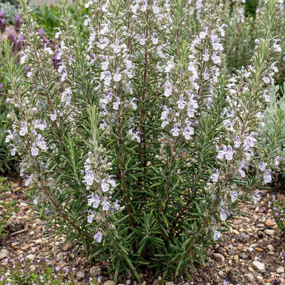 Gorizia Rosemary