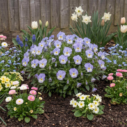 Halo Sky Blue Viola