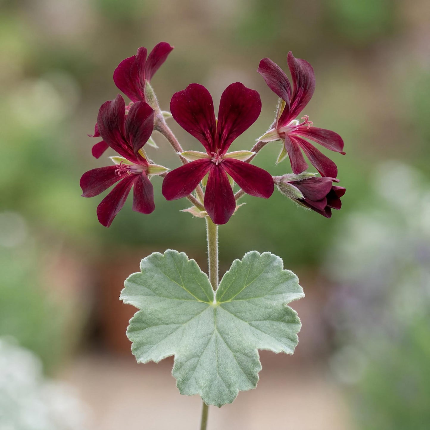 Sidoides Geranium