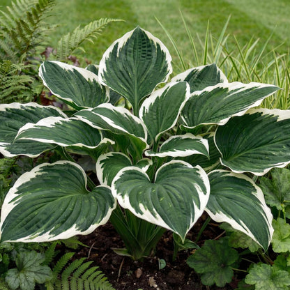 Minuteman Hosta