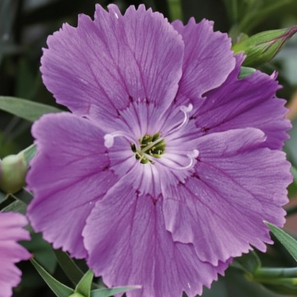 Blueberry Diana Dianthus