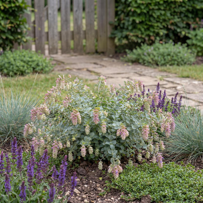 Kent Beauty Ornamental Oregano