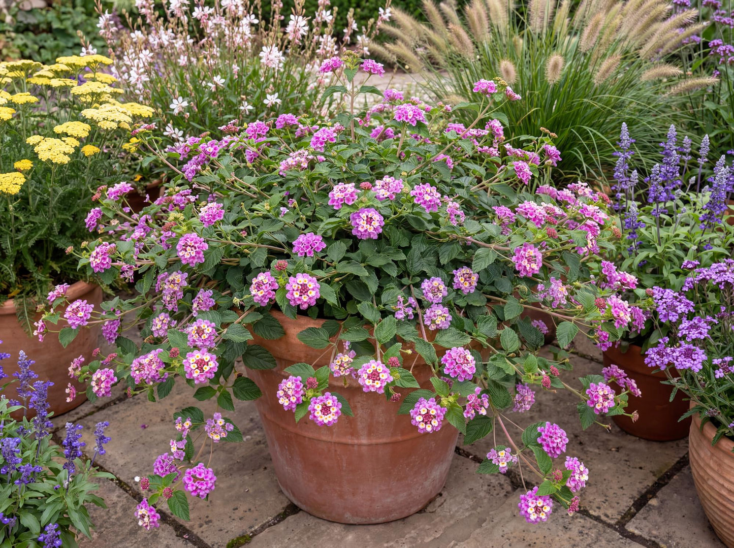 Trailing Lantana