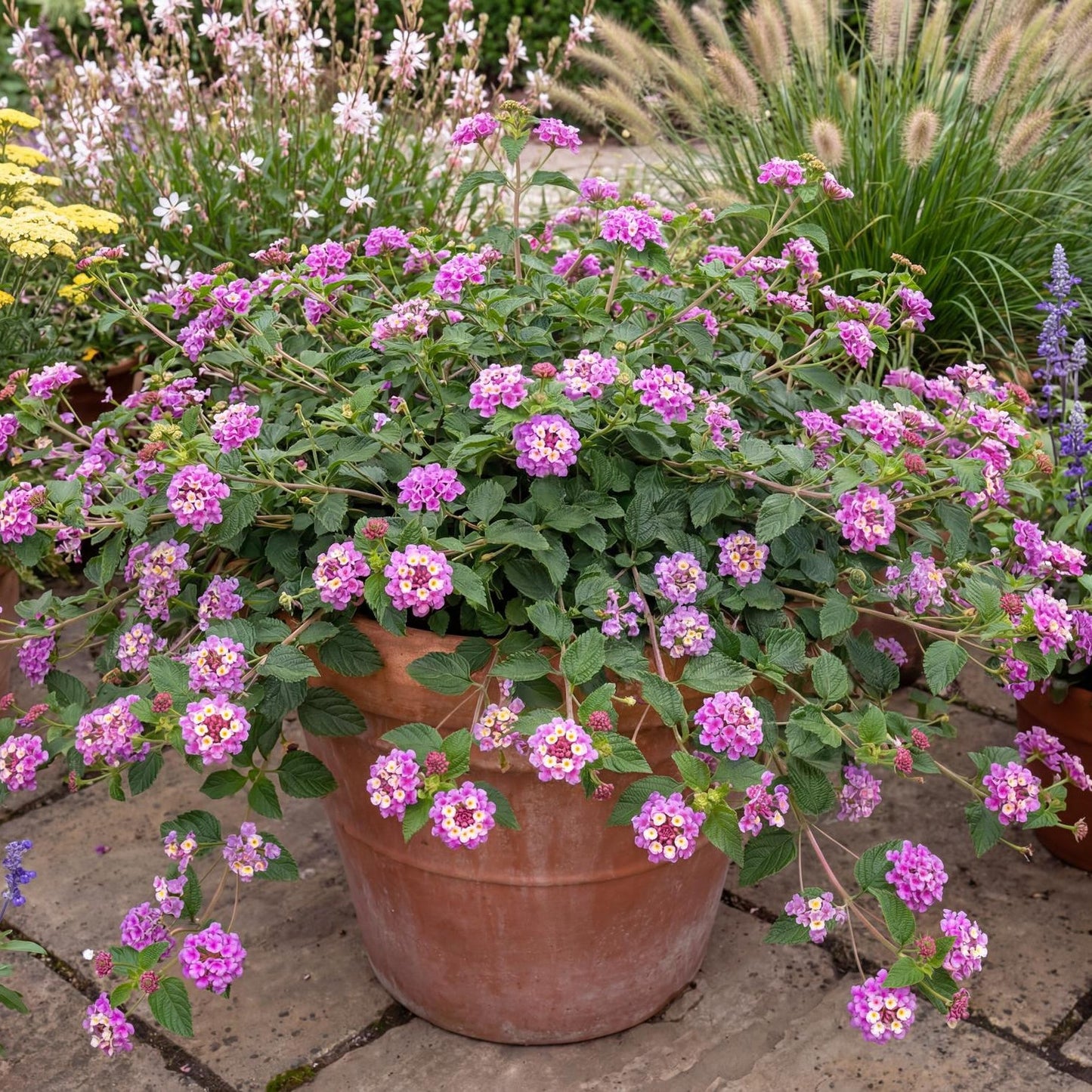 Trailing Lantana in a 4-inch pot, clusters of purple and pink flowers on heat-tolerant spreading stems