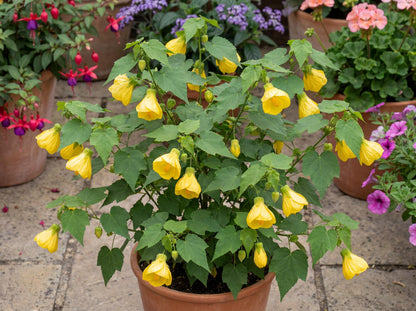 Lucky Lantern Yellow Abutilon