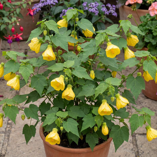 Lucky Lantern Yellow Abutilon