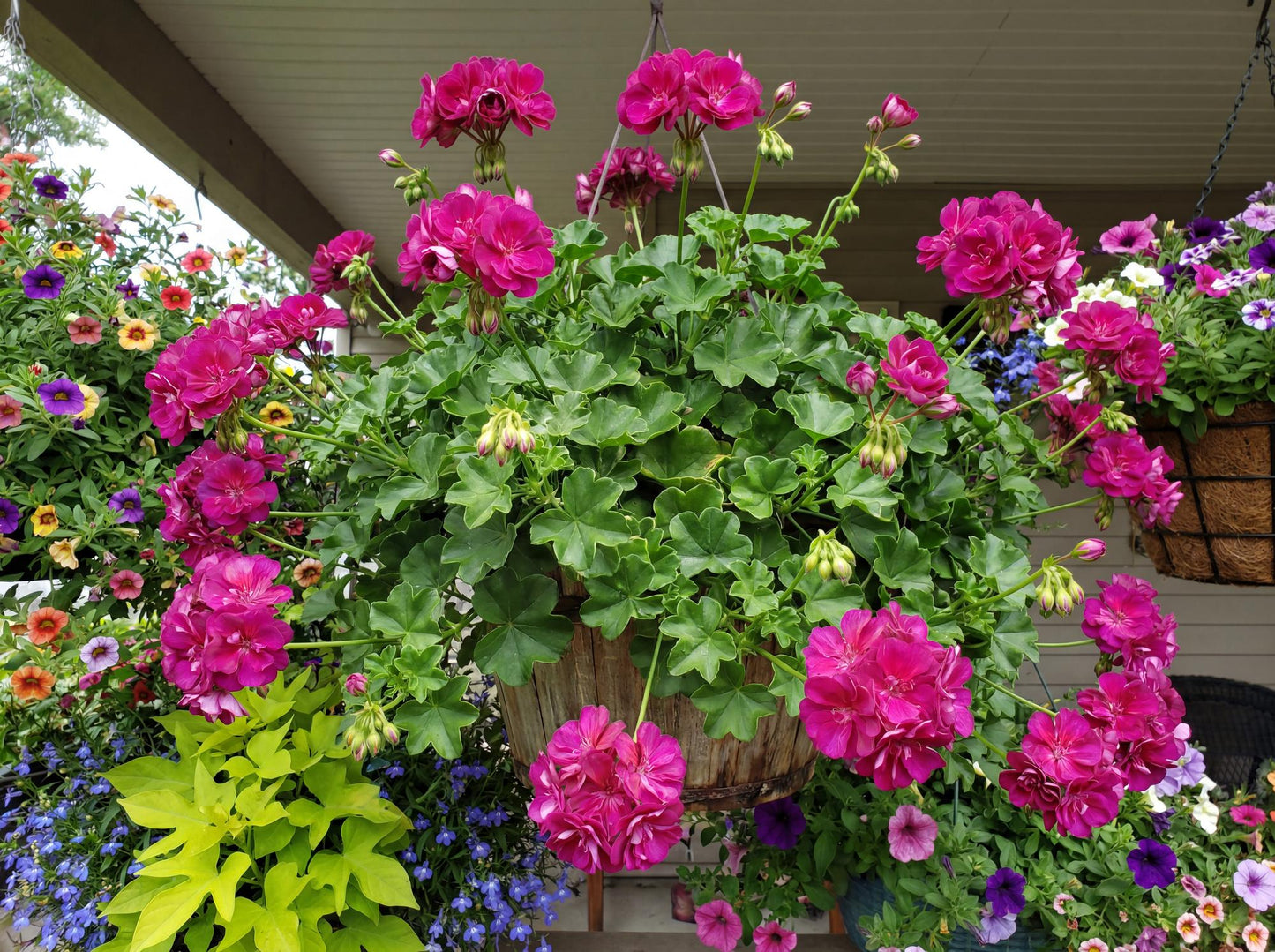 Blue Great Balls of Fire Ivy Geranium