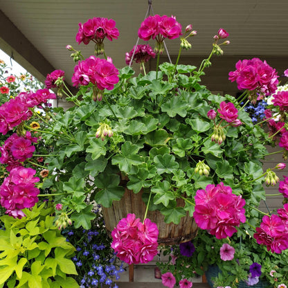 Blue Great Balls of Fire Ivy Geranium