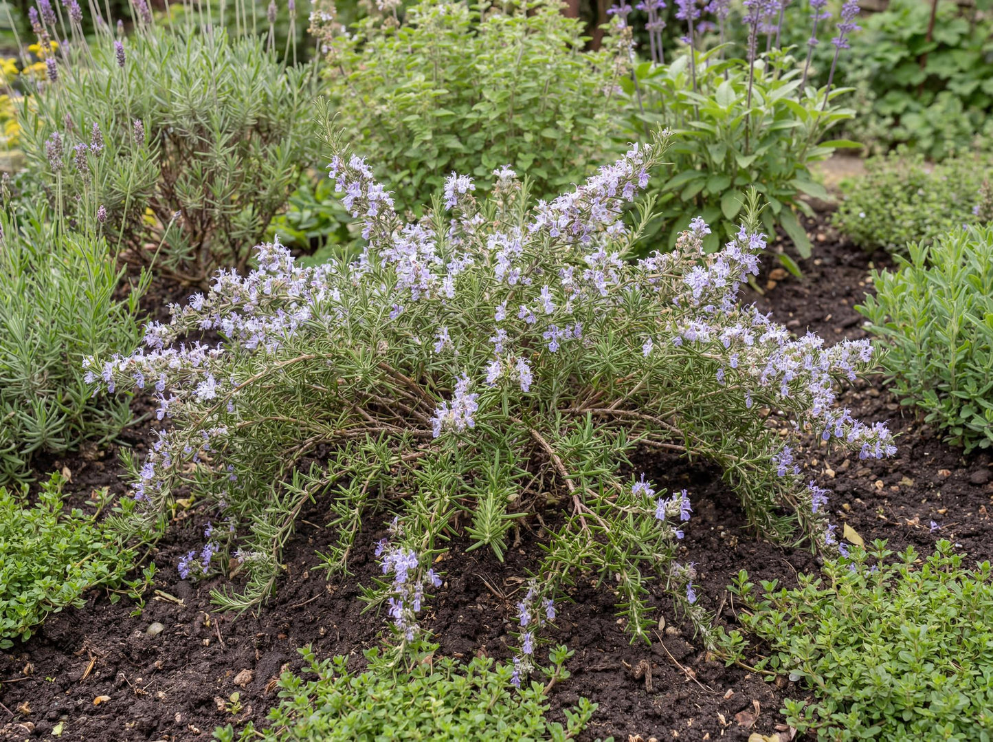 Haifa Trailing Rosemary
