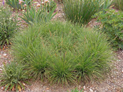 Praegracilis Carex