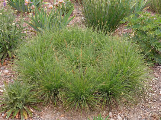 Praegracilis Carex