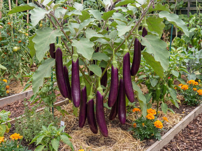 Ping Tung Long Eggplant