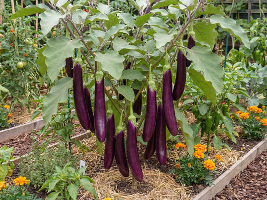 Ping Tung Long Eggplant