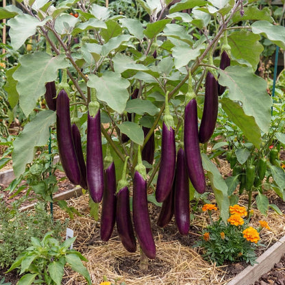 Ping Tung Long Eggplant