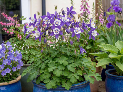 Deep Blue & White Kirigami Columbine