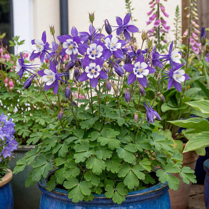 Deep Blue & White Kirigami Columbine