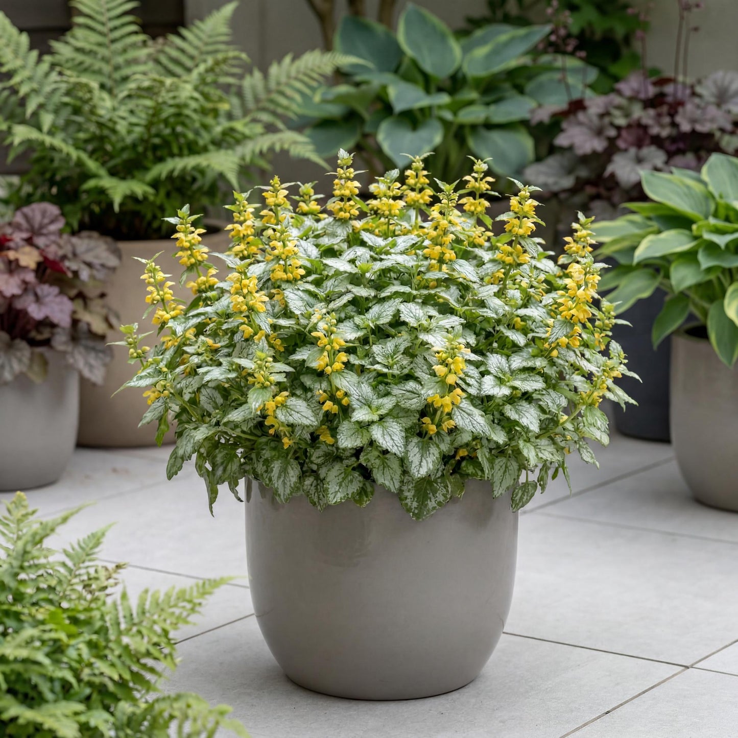 Variegated Yellow Archangel