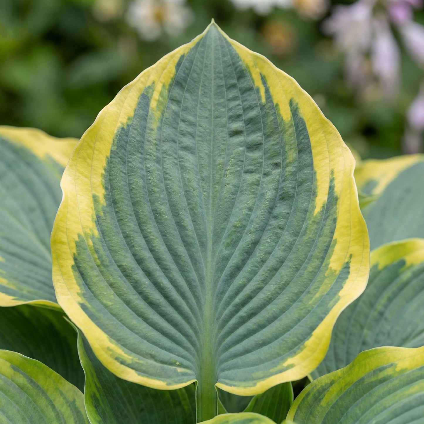 First Frost Hosta
