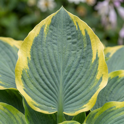 First Frost Hosta