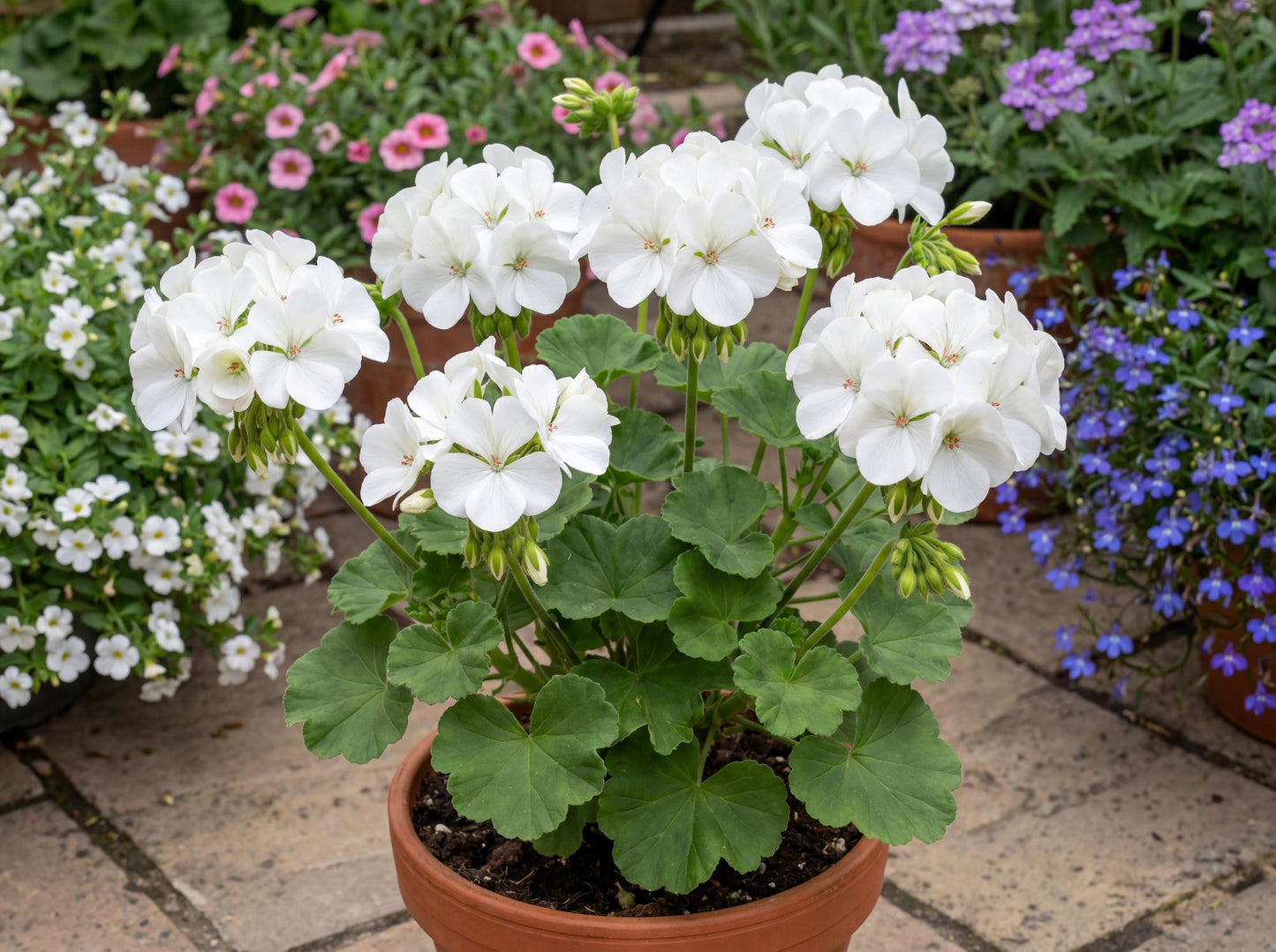 Patriot White Zonal Geranium
