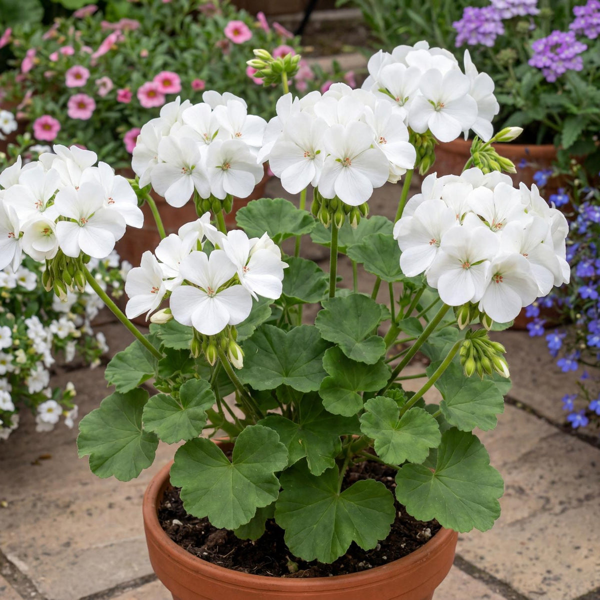 Patriot White Zonal Geranium