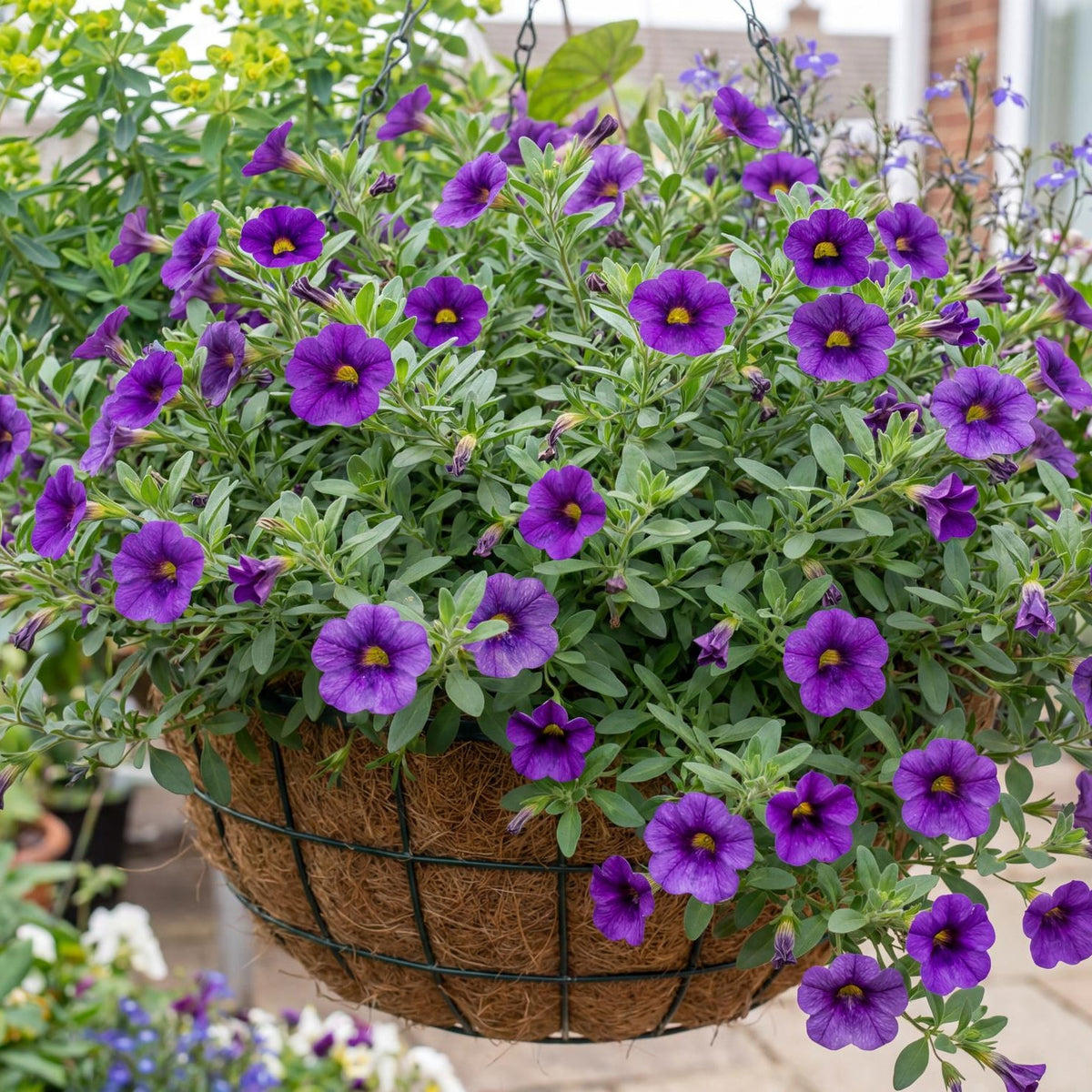 Lia Blue Calibrachoa