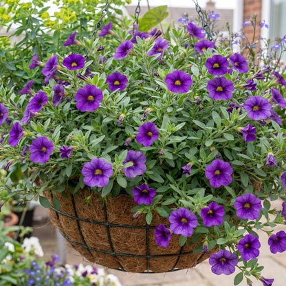 Lia Blue Calibrachoa