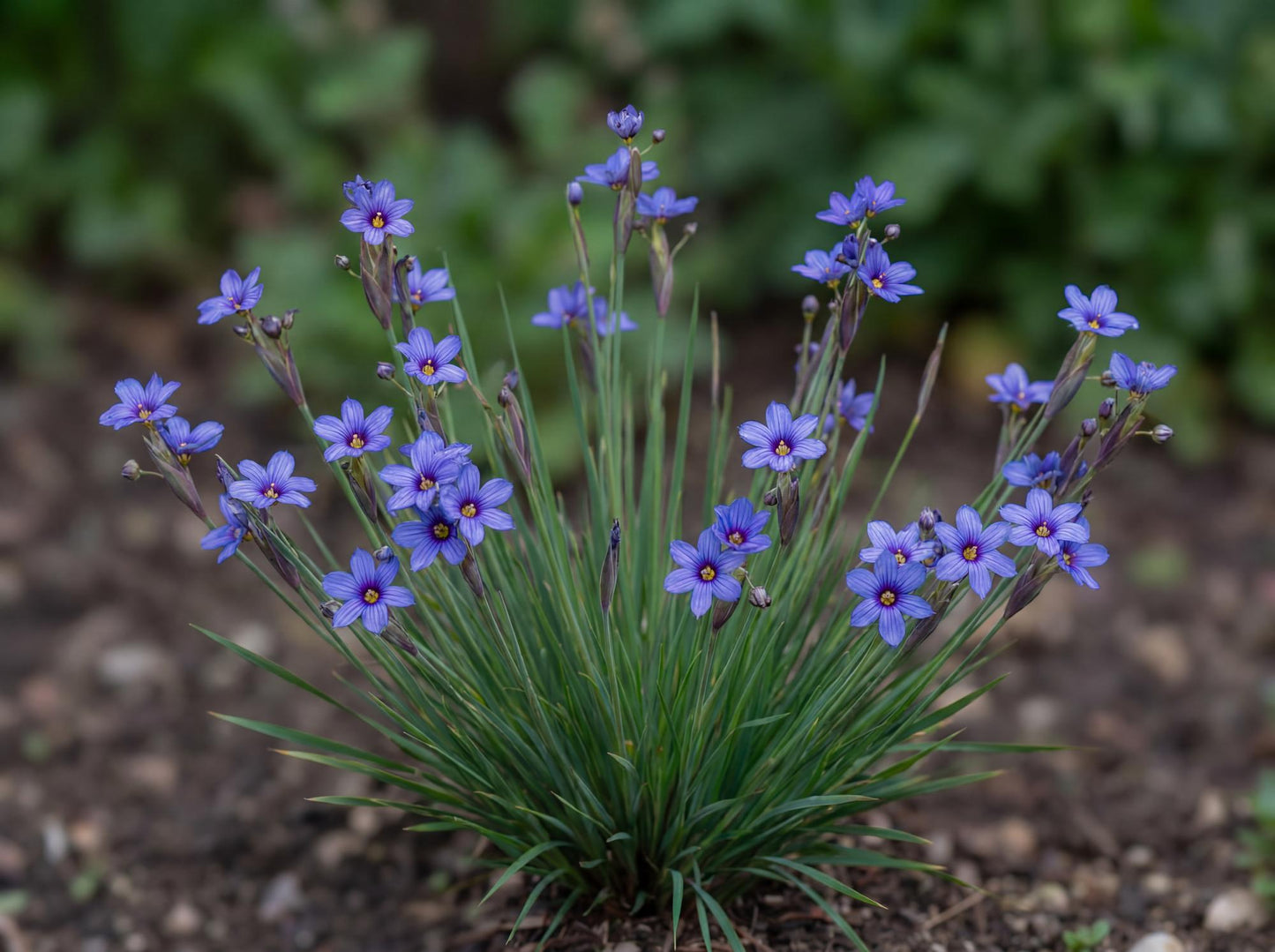California Blue-Eyed Grass
