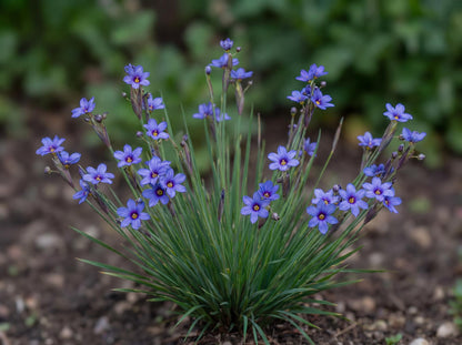 California Blue-Eyed Grass