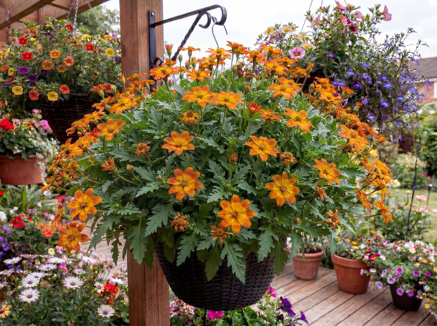 Bidy Boom Wildfire Bidens