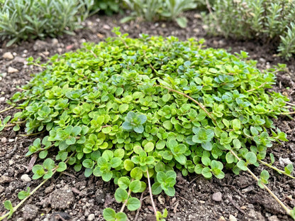 Corsican Mint