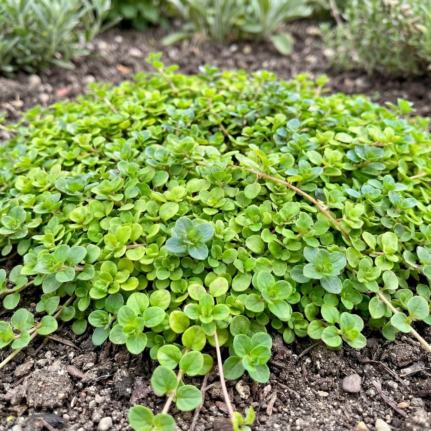 Corsican Mint