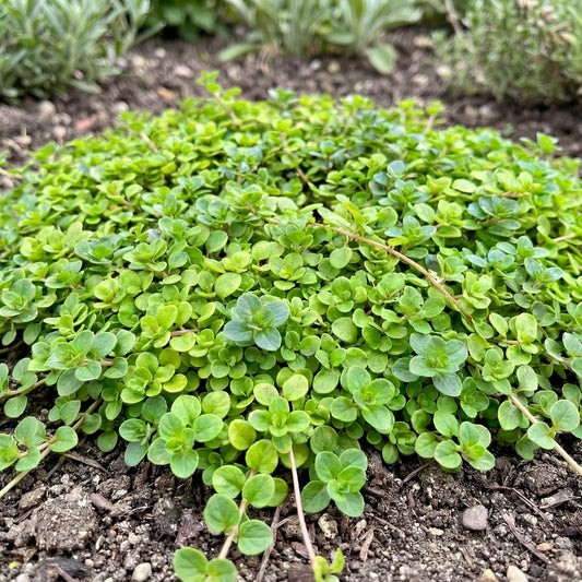 Corsican Mint