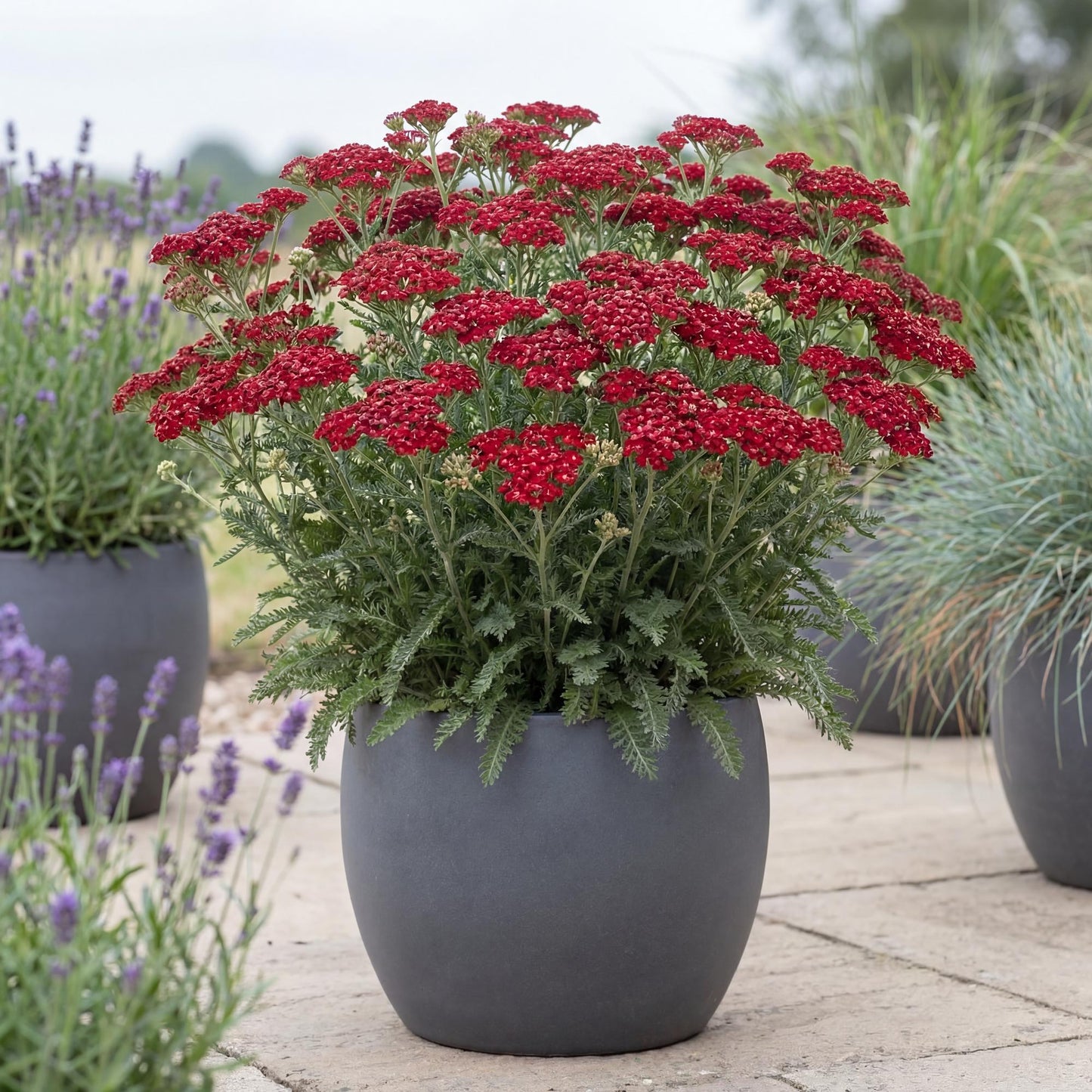 Tutti Frutti Pomegranate Yarrow