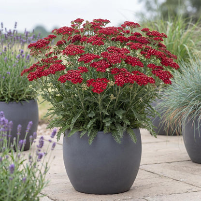 Tutti Frutti Pomegranate Yarrow