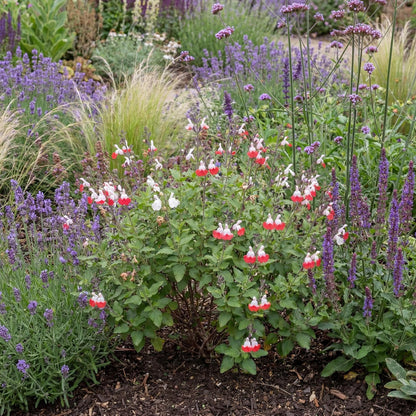 Hot Lips Salvia