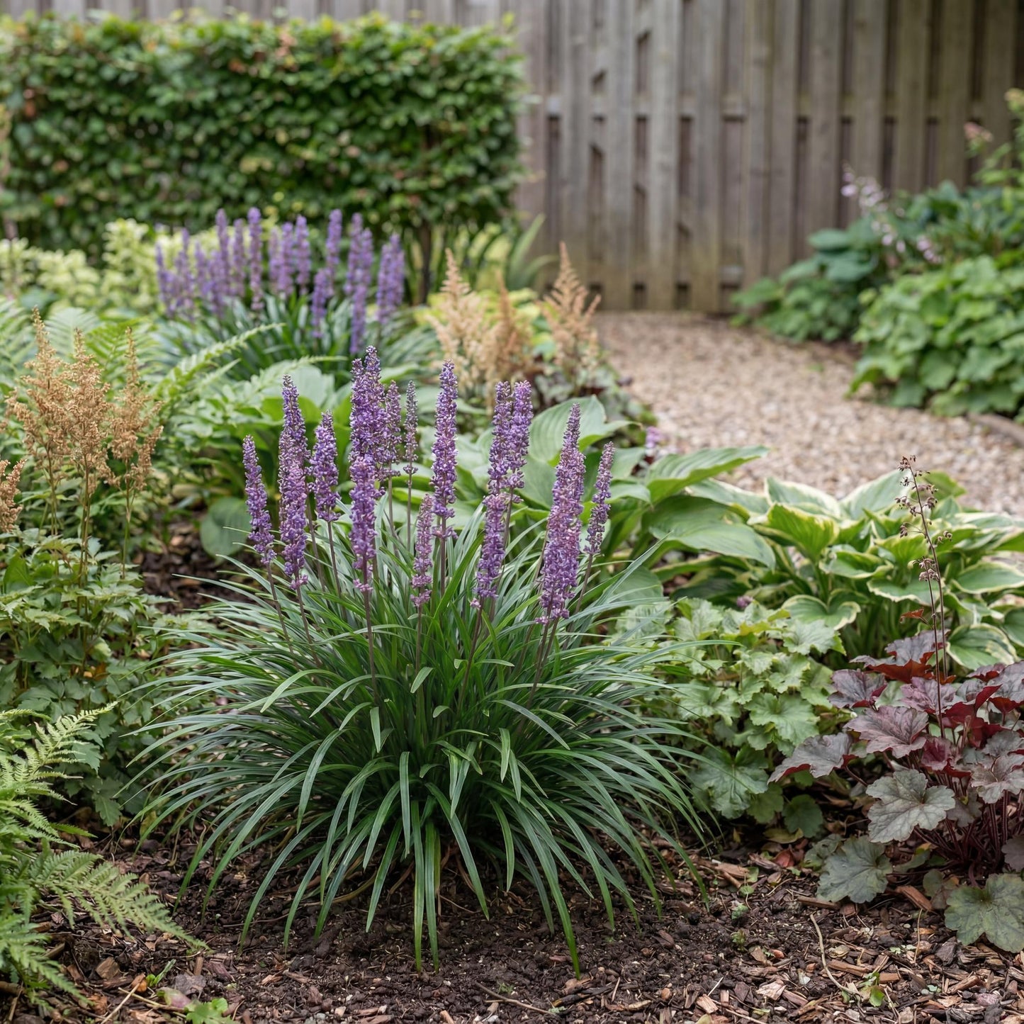 Big Blue Lily Turf
