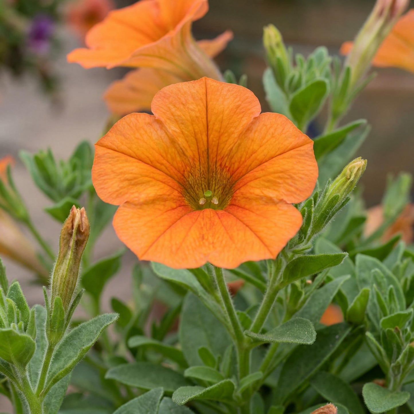 Inferno The Orange! Petunia