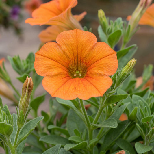 Inferno The Orange! Petunia