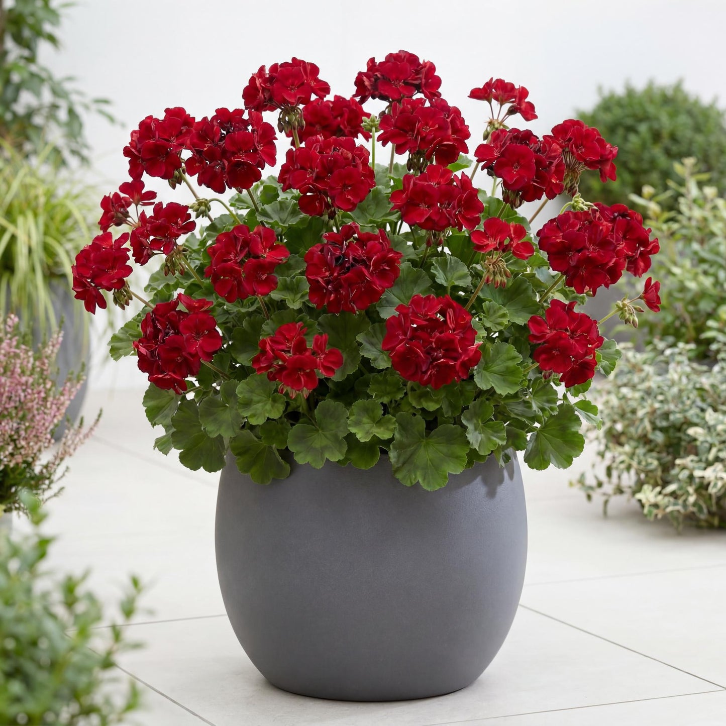 Calliope Large Dark Red Geranium